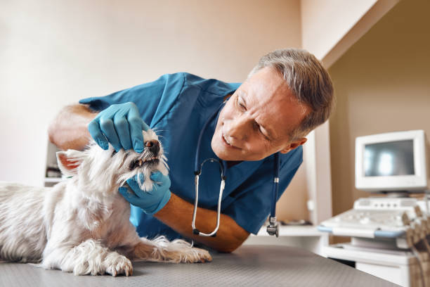 Best Dentist Open Late Near Me  in Country Lake Estates, NJ